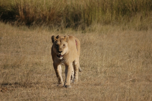 Lion with injury 